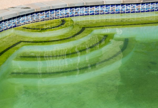 Cost of Pool Deck Algae Removal in Endicott